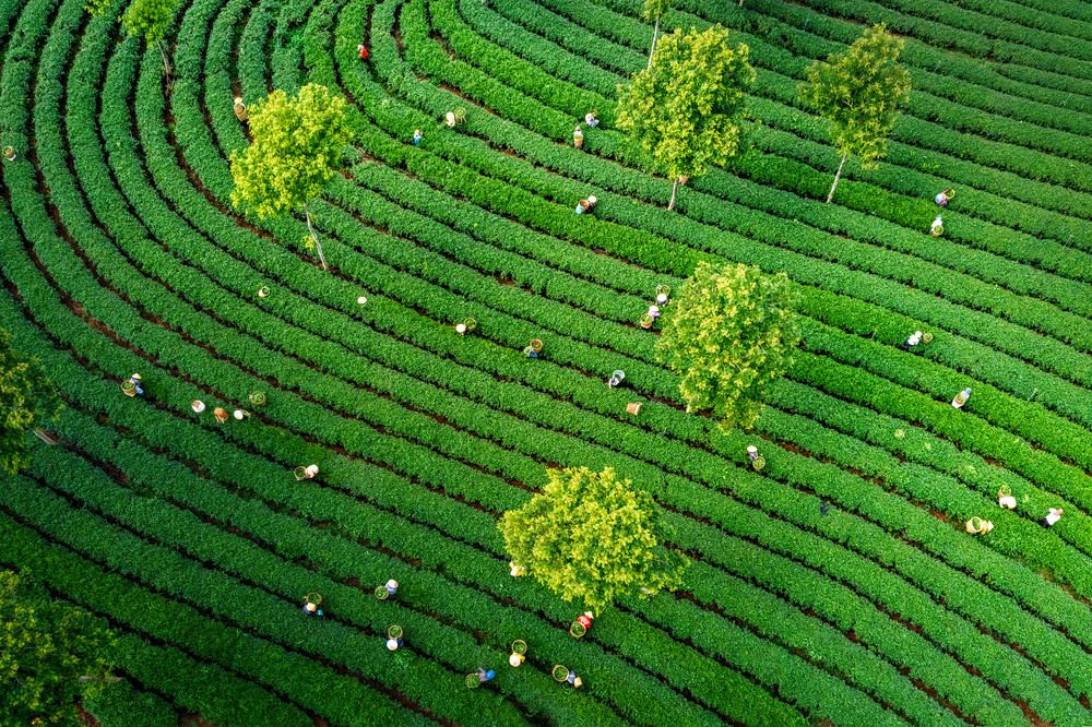 Photograph by Trần Anh