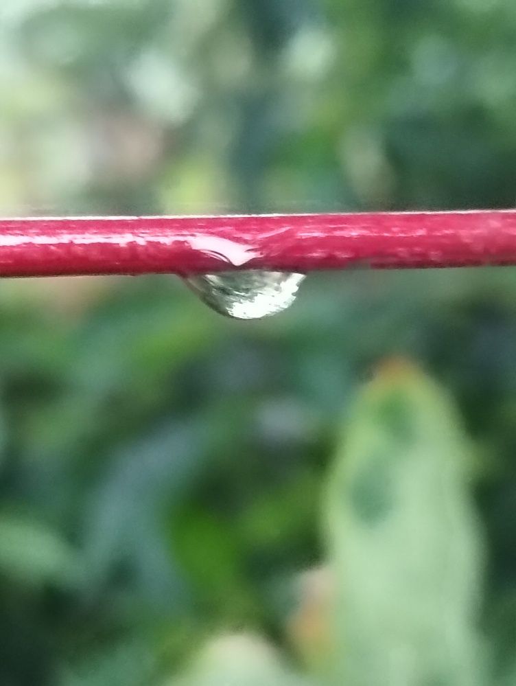 Photograph by Adal -