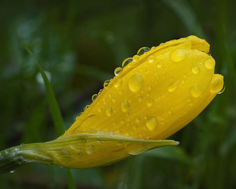 Photograph by LYUDMYLA POKRYSHEN