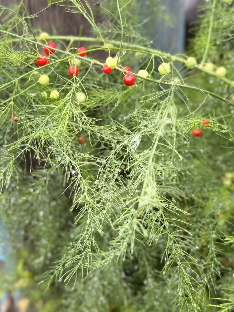 Photograph by Oksana Makrushina