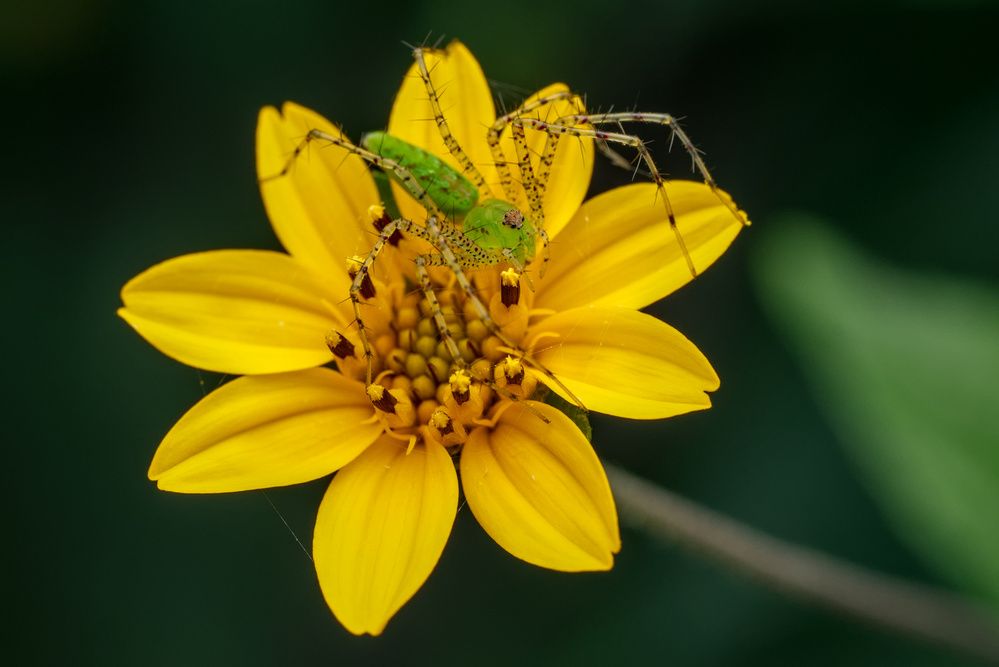 Фотография автора Gerardo Sánchez
