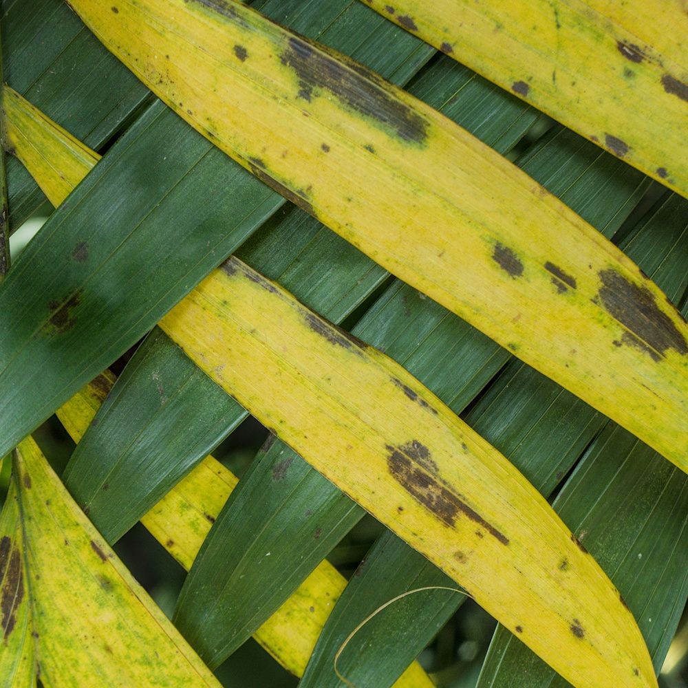 Фотография автора Gerardo Sánchez