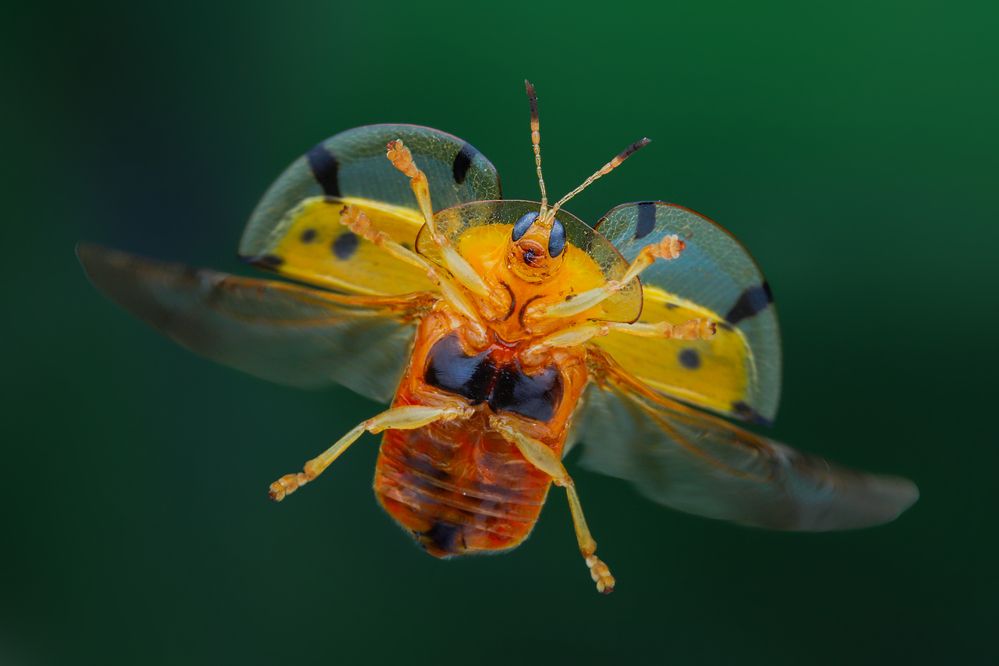 Photograph by Tran The Ngoc