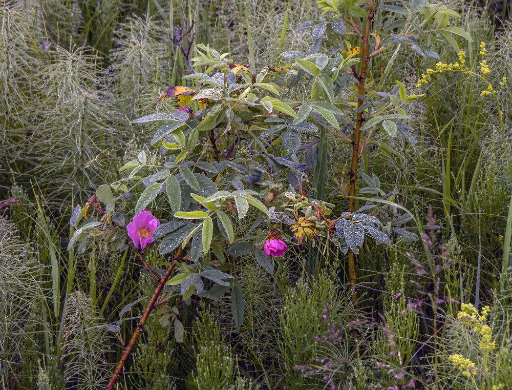 Photograph by Цветков Сергей