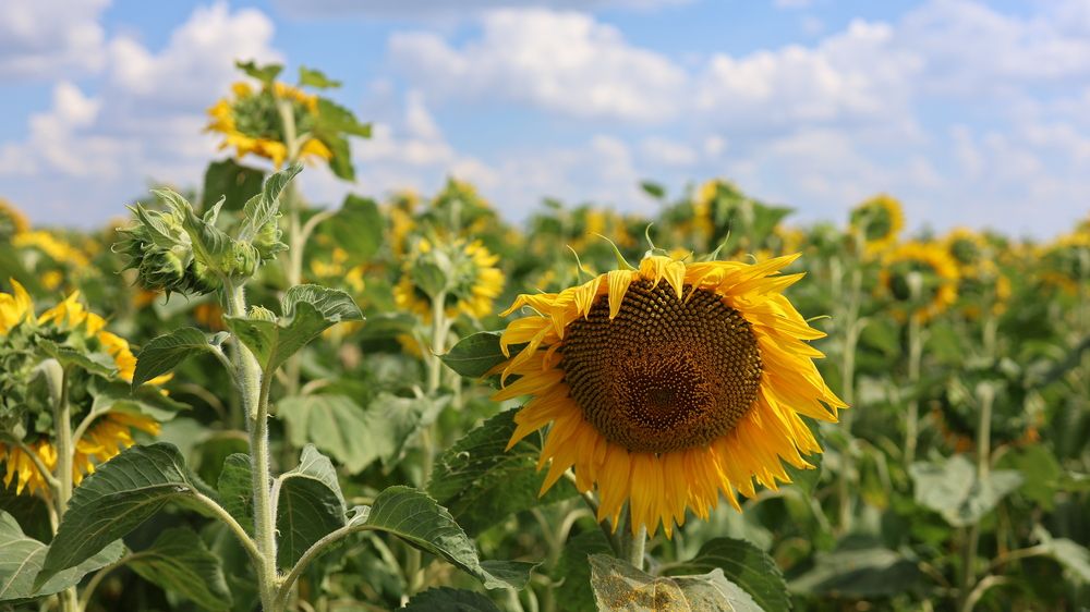 Photograph by Лилия Нуриева