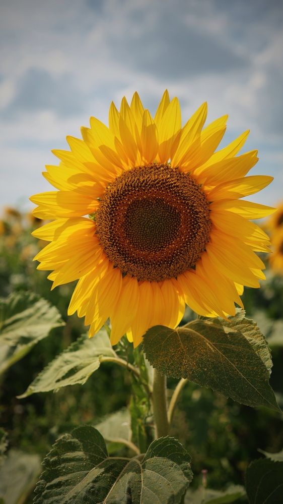 Photograph by Лилия Нуриева