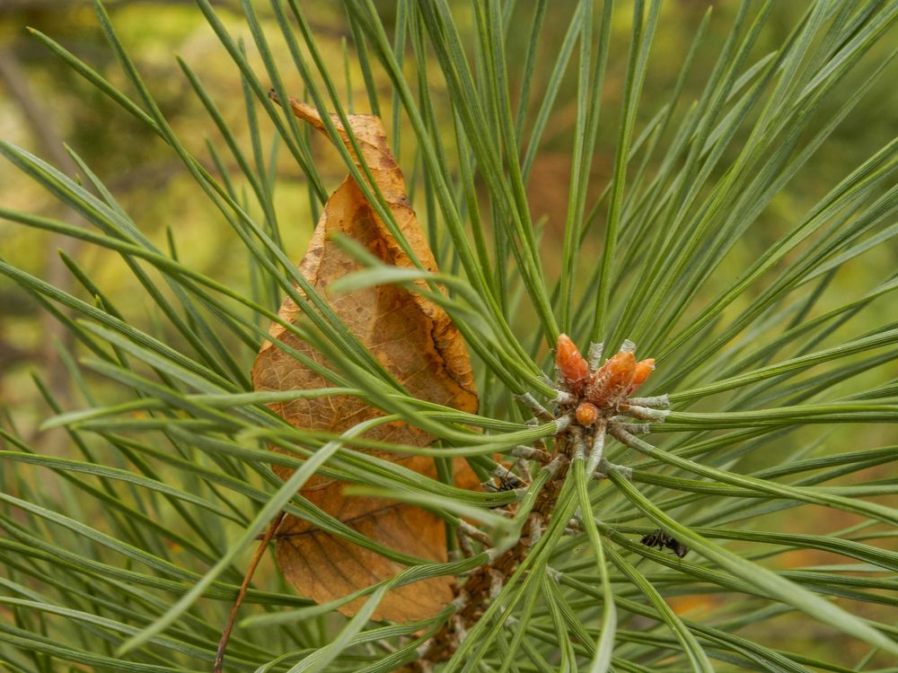 Photograph by Виктор Сёмушкин