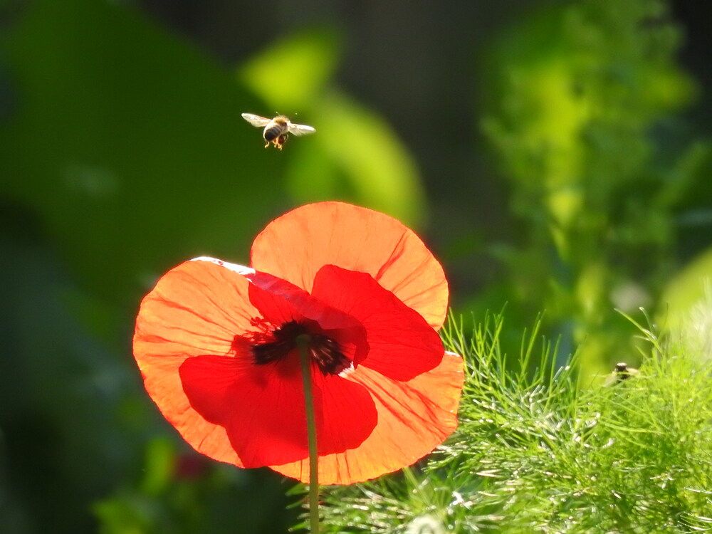 Фотография автора Shavkat Tojiyev