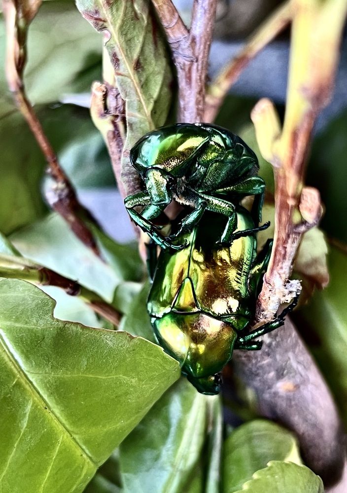 Photograph by Eleni Christogianni