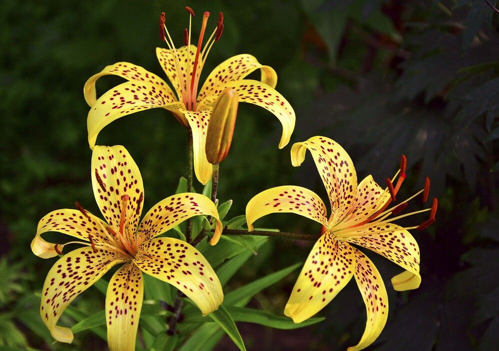 Photograph by Юрий Амосов