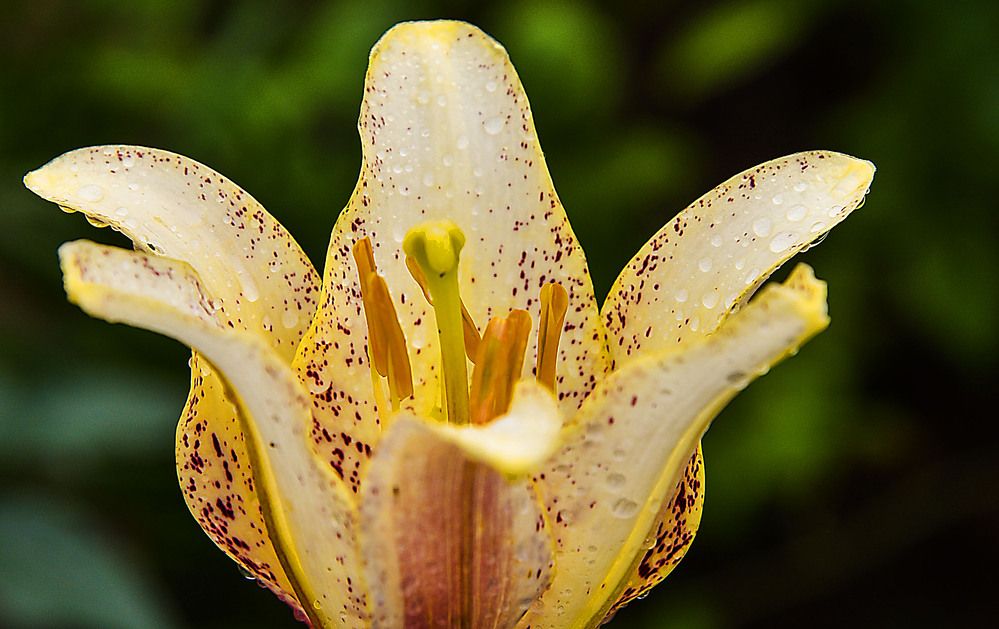 Photograph by Юрий Амосов