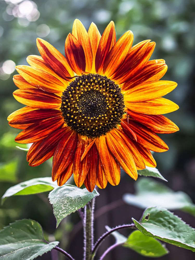 Photograph by Муза Латинская