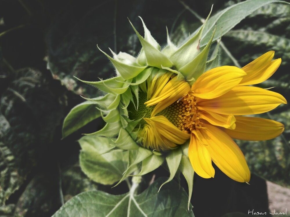 Photograph by Jahid Hasan Jamil