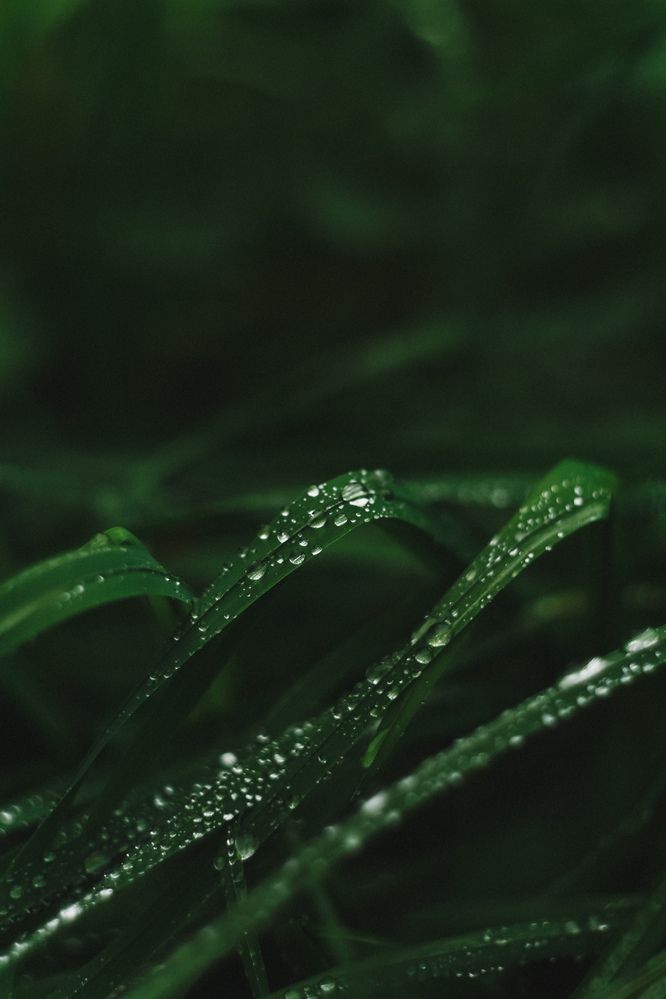 Photograph by Olga Pavich