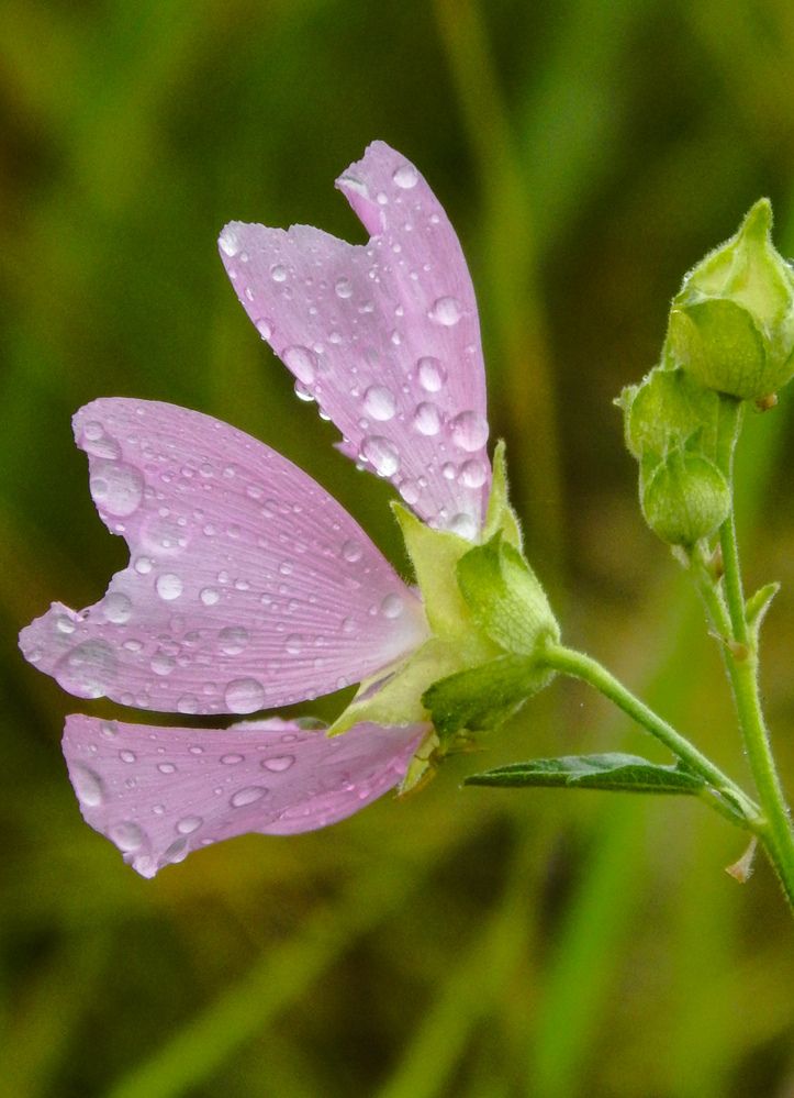 Photograph by Наталья