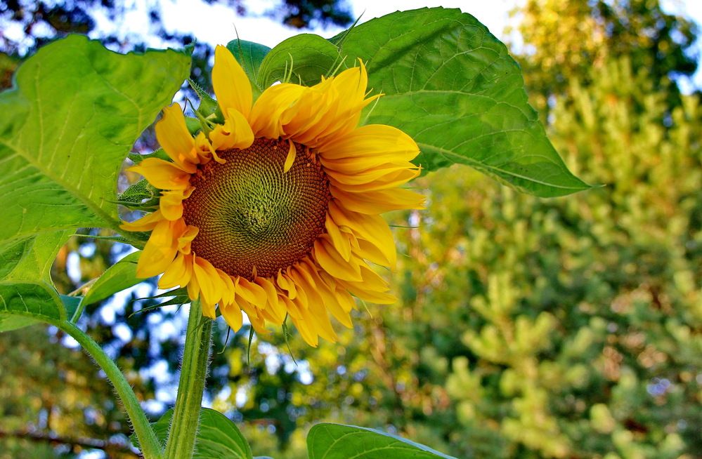 Photograph by Виталий Симоненков