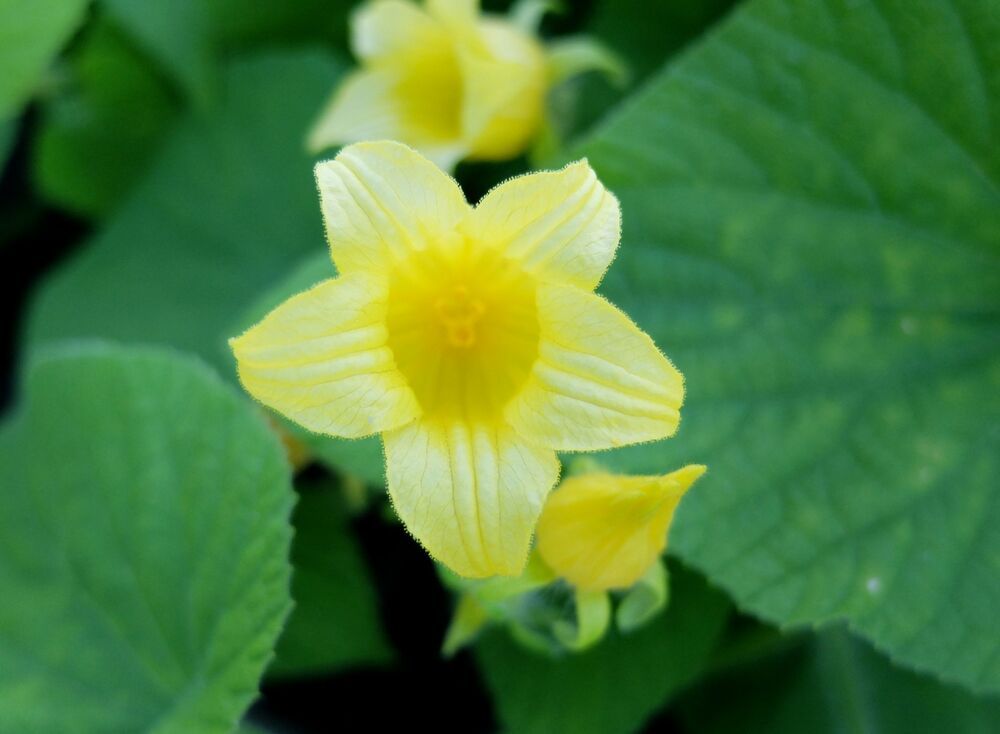 Photograph by Ираида Стародубцева