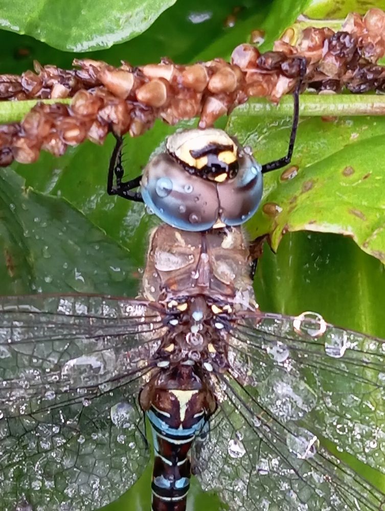 Photograph by Елена Коробченко