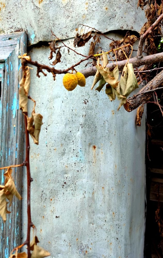 Забытый абрикос на даче