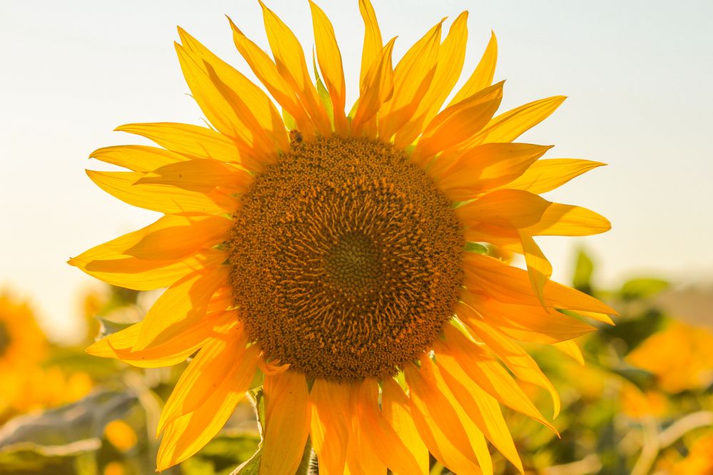 Photograph by Елена Верховская