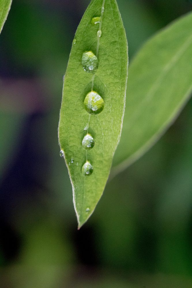 Photograph by Елена Фопа