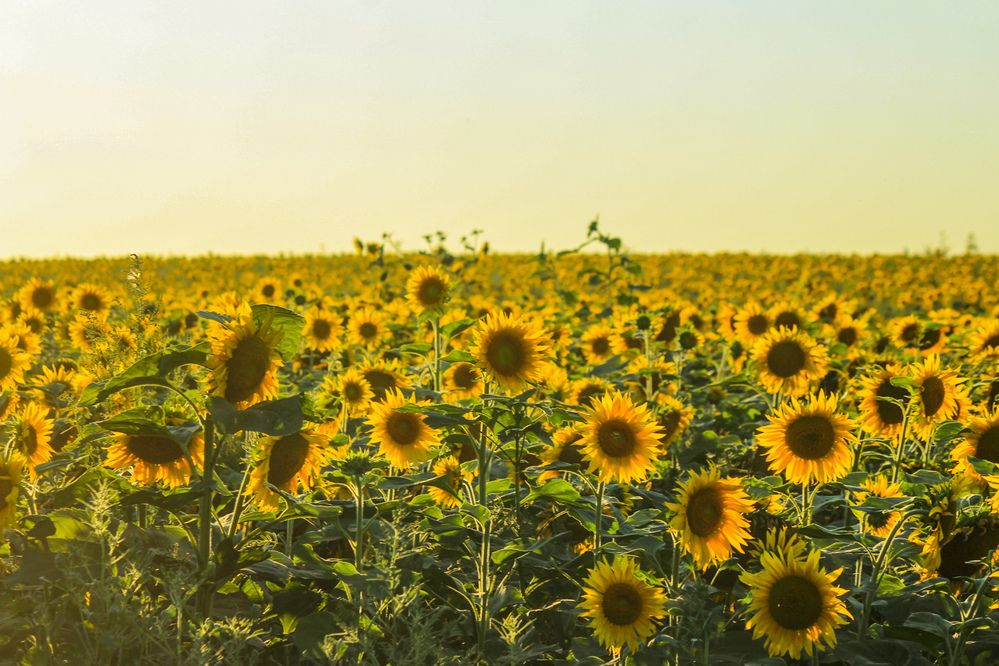 Photograph by Елена Верховская