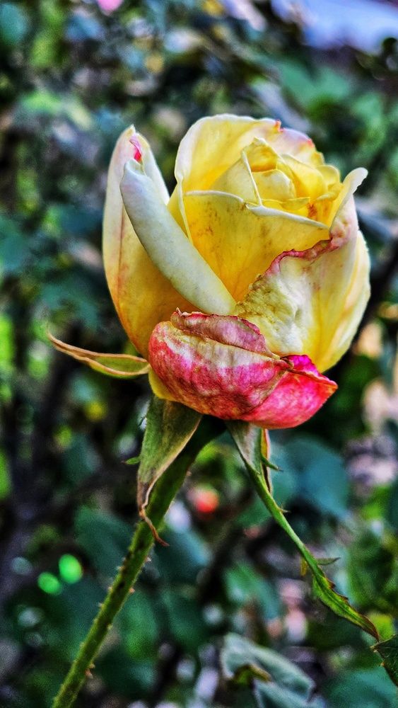 Photograph by GURJIT SHAH