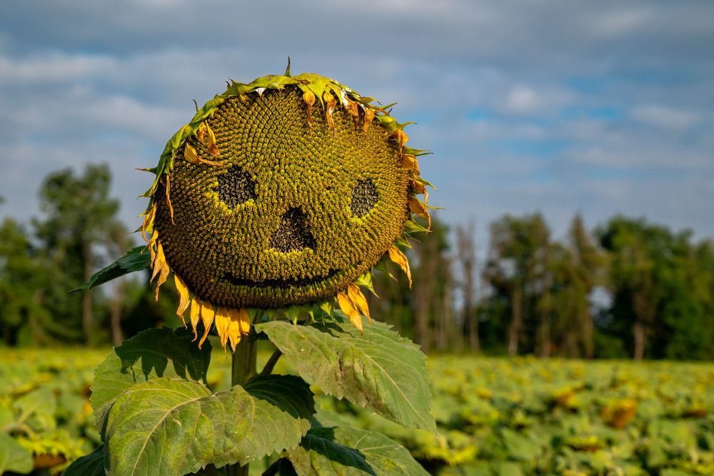 Photograph by Александр Левин