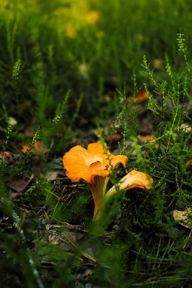 Photograph by Эмма Астапова