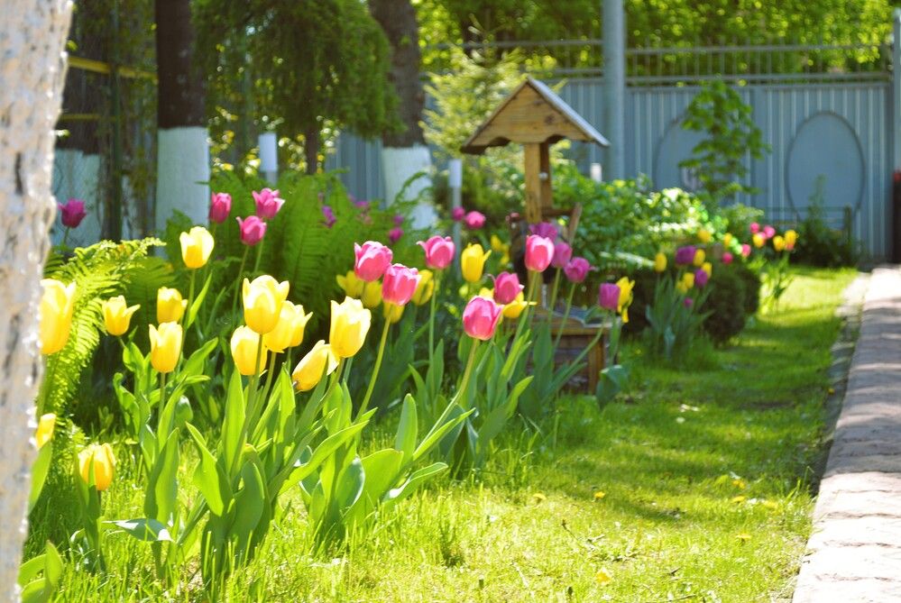 Городские цветы