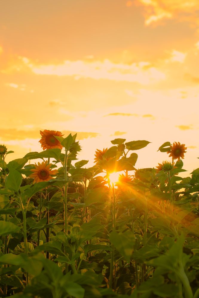 Photograph by Эмма Астапова