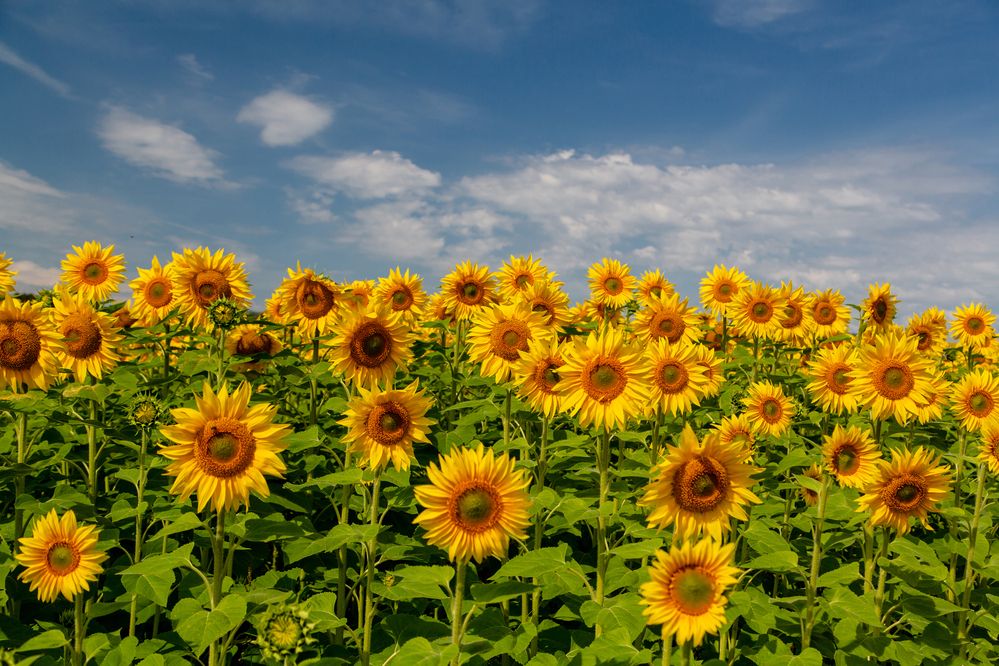 Photograph by Семенов Александр