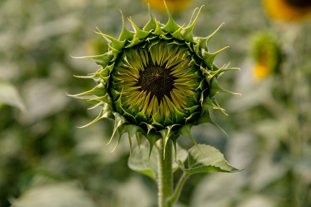 Photograph by Семенов Александр