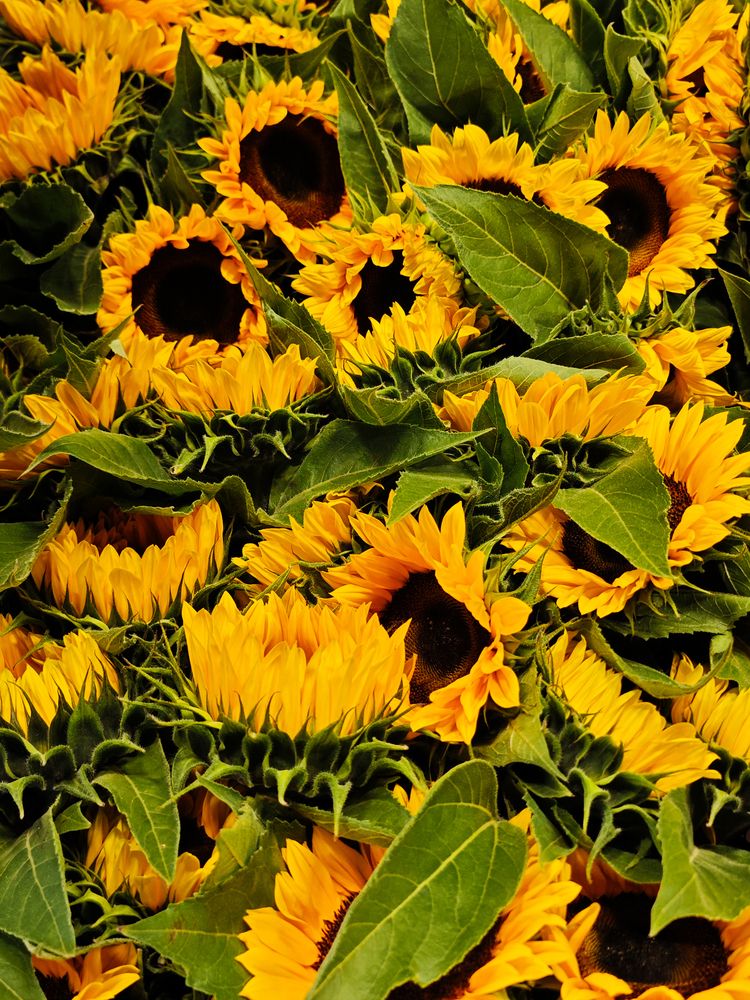 Photograph by Александра Шилова