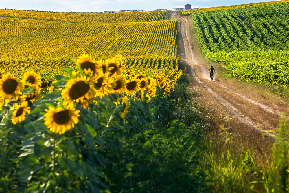 Photograph by Samir Kurtagić