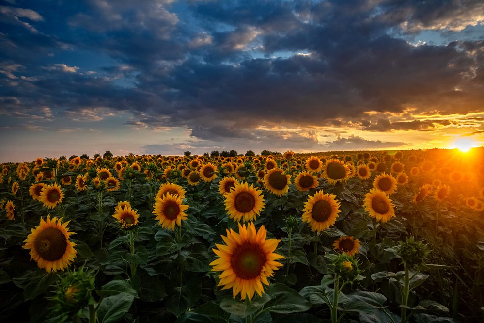 Photograph by Samir Kurtagić