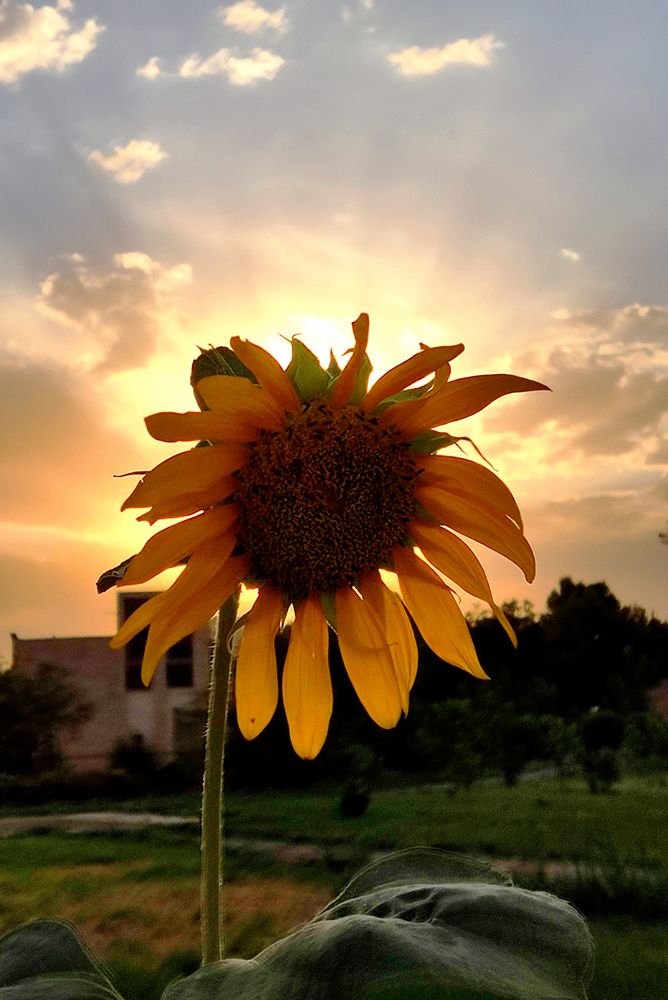 Photograph by Javad Tafti Farashah