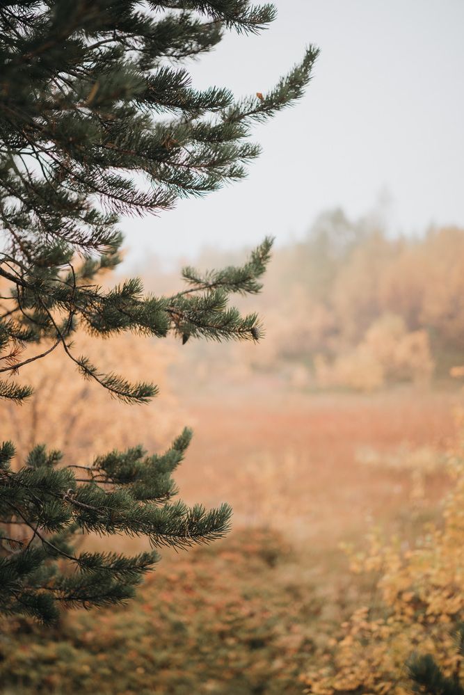 Photograph by Маргарита Богуславская