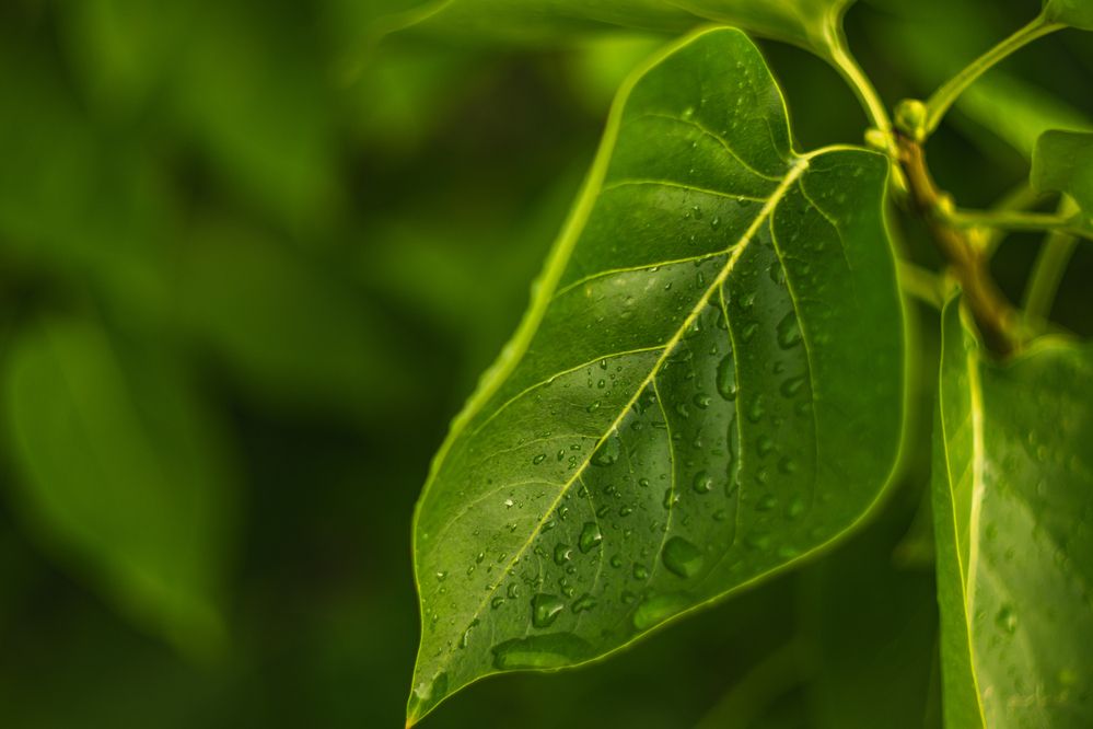 Photograph by Денис Пономарёв