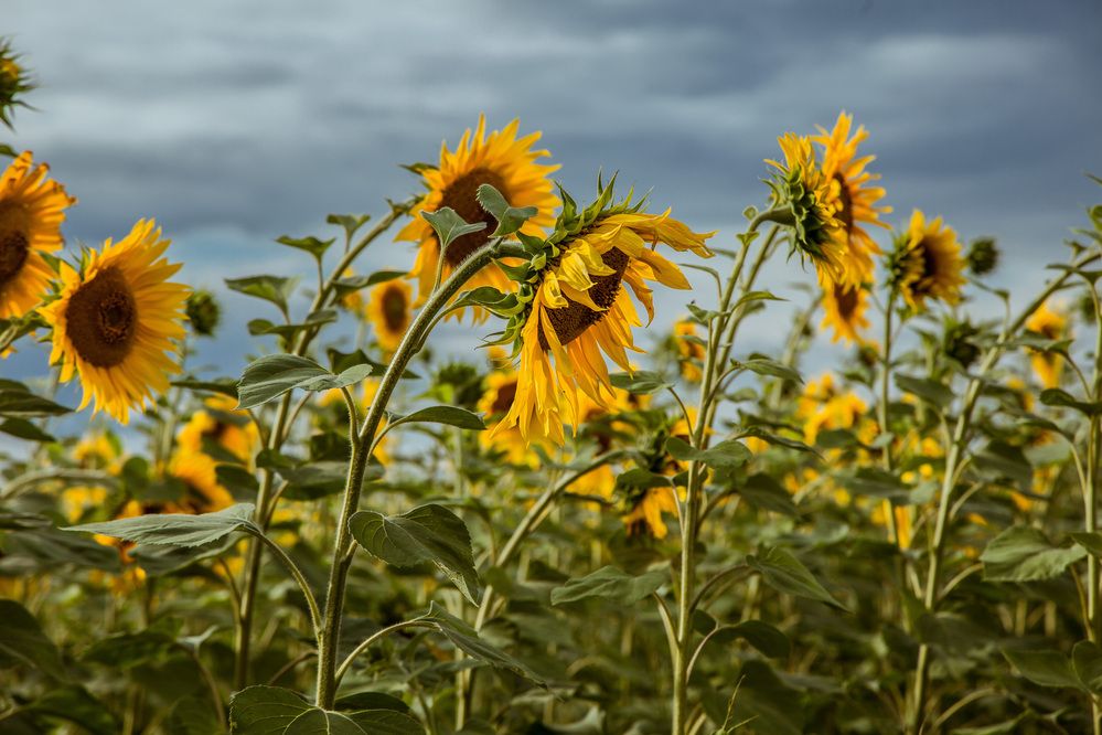 Photograph by Сагдиева Эльвира