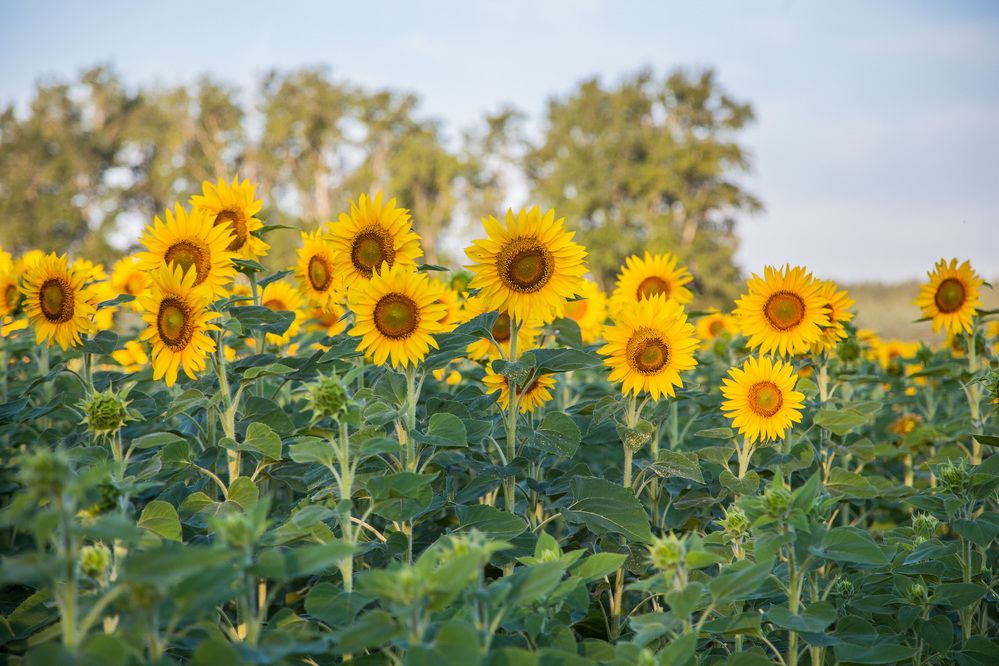 Photograph by Сагдиева Эльвира