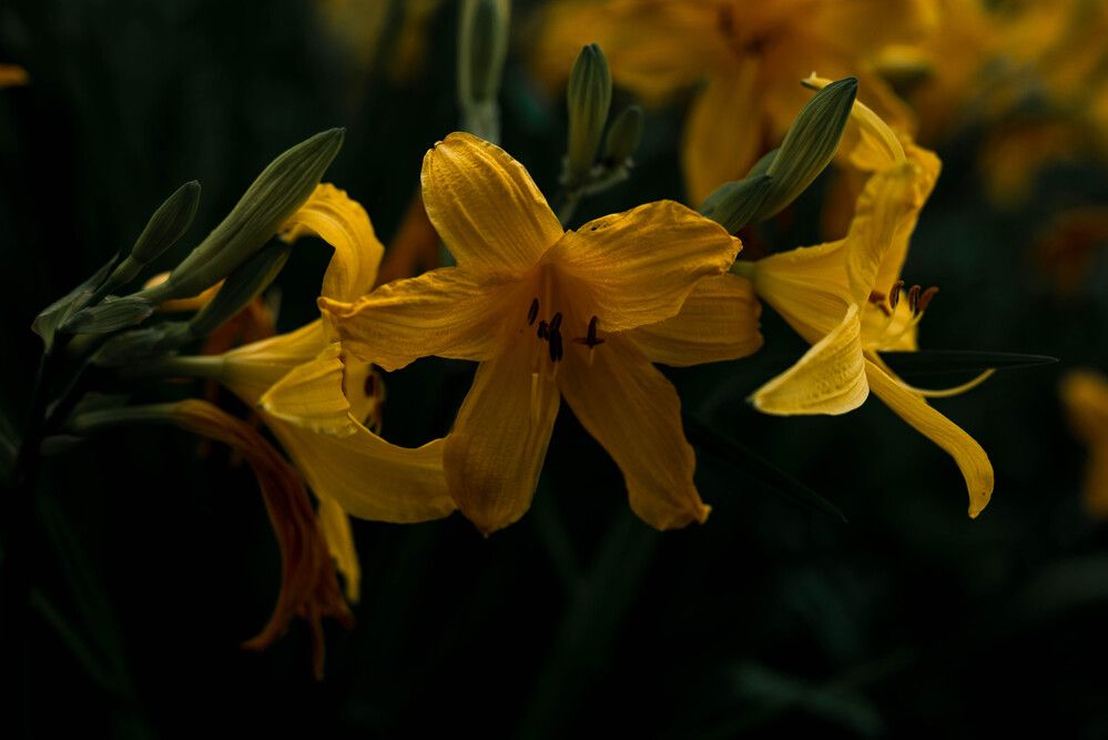 Photograph by Светлана Гаврикова