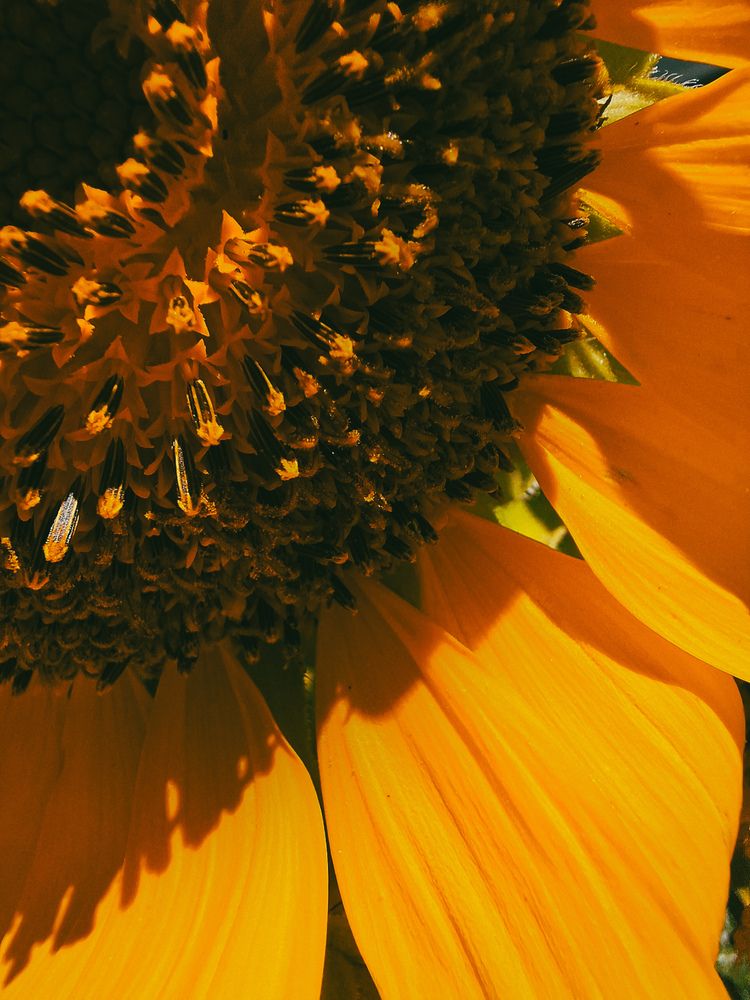 Фотография автора Elena Safarova