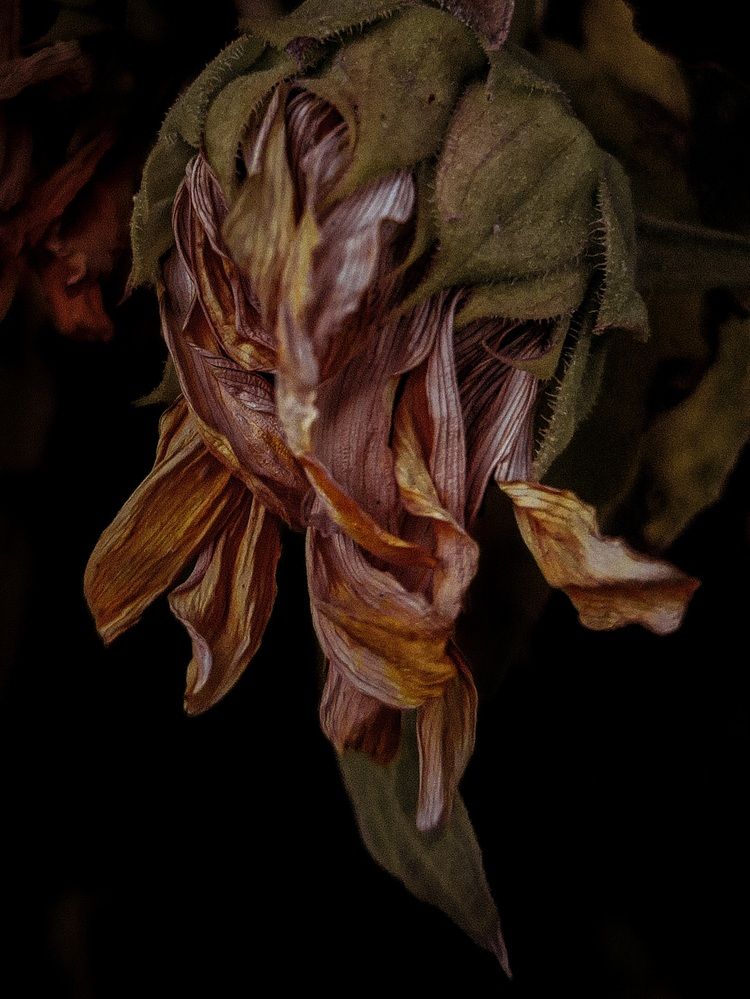 Фотография автора Elena Safarova