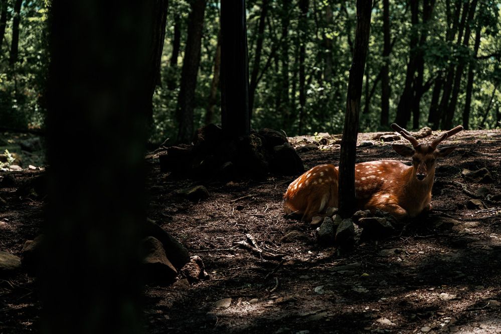 Photograph by ARTEM AFANACEV