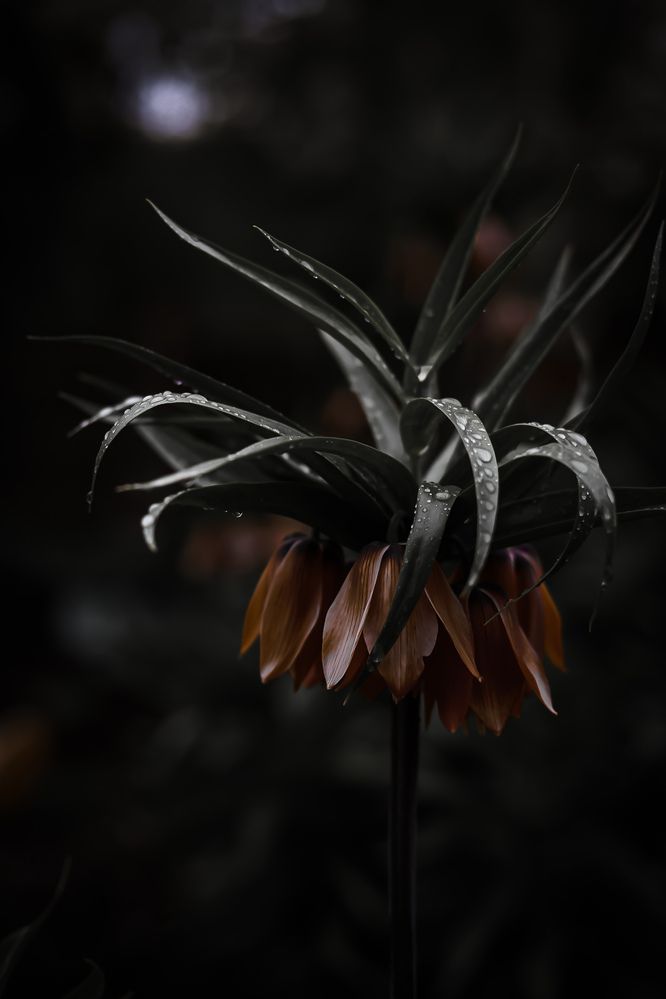 Photograph by Руслана Ковалевская