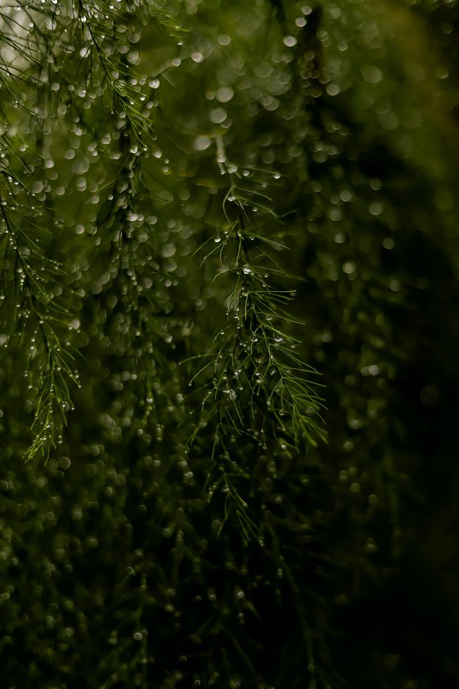 Photograph by Руслана Ковалевская