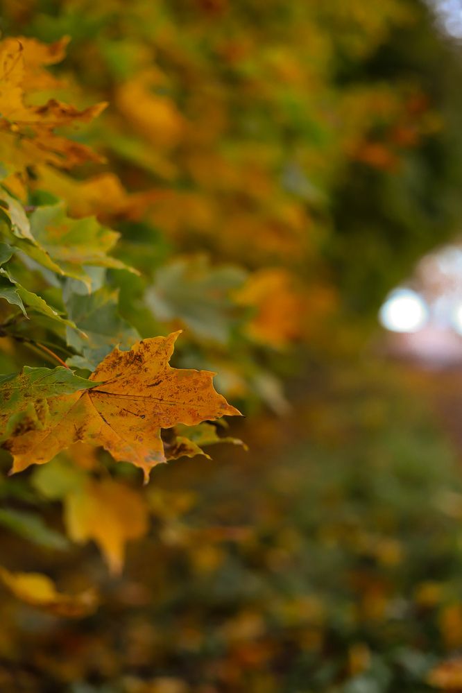 Photograph by Руслана Ковалевская