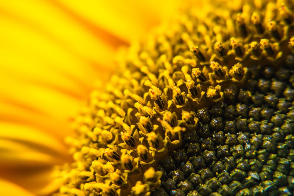 Photograph by Денис Пономарёв