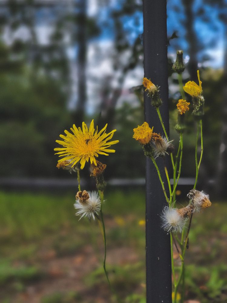 Фотография автора Светлана Алексеева